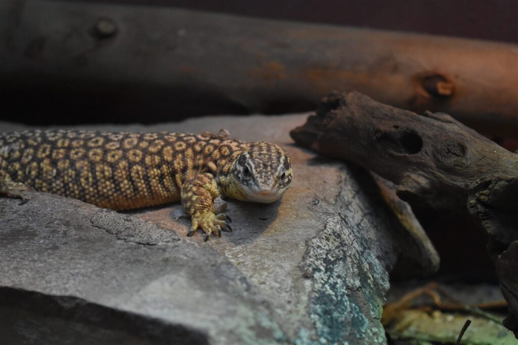 Varan à queue épineuse