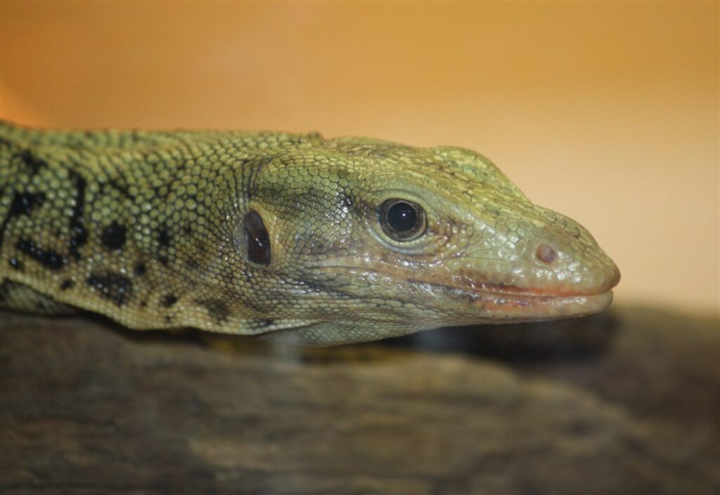 Varan à tête jaune