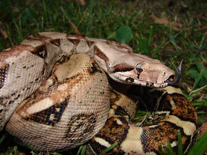 Boa constrictor impérator