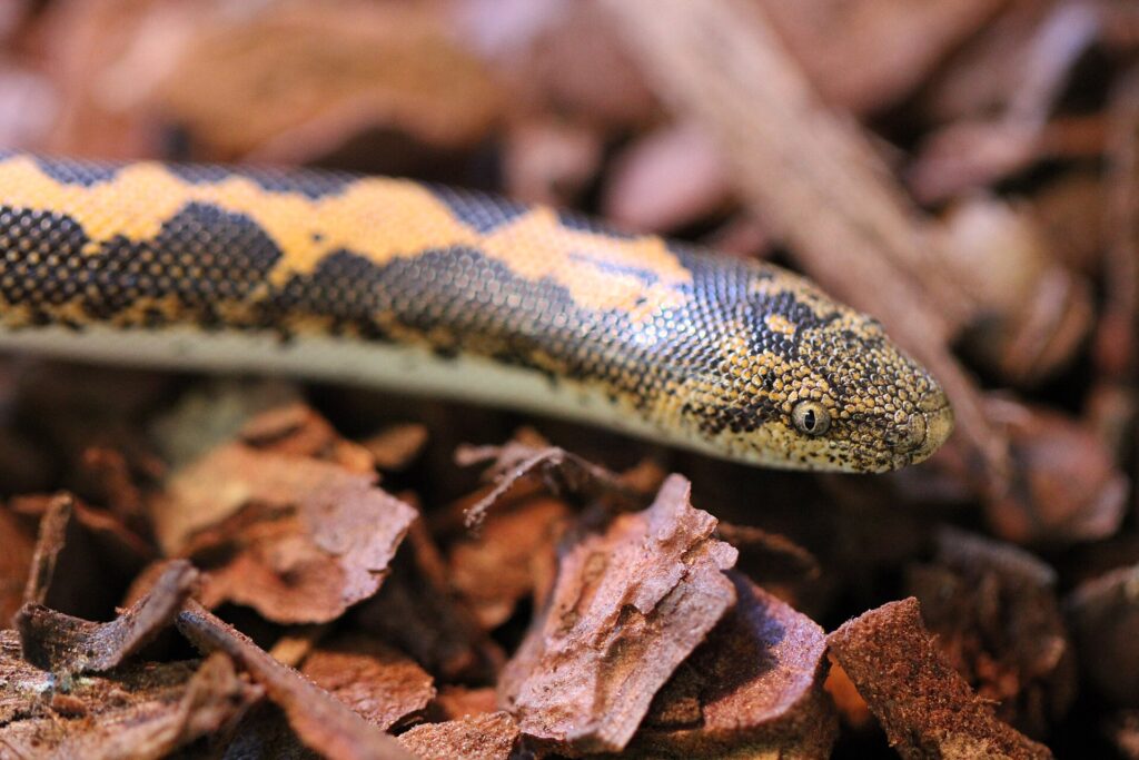 Boa des sables kenyan