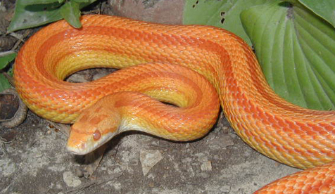 Serpent des blés albinos