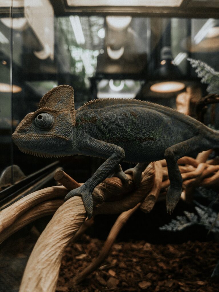 Caméléon sur une branche dans un terrarium