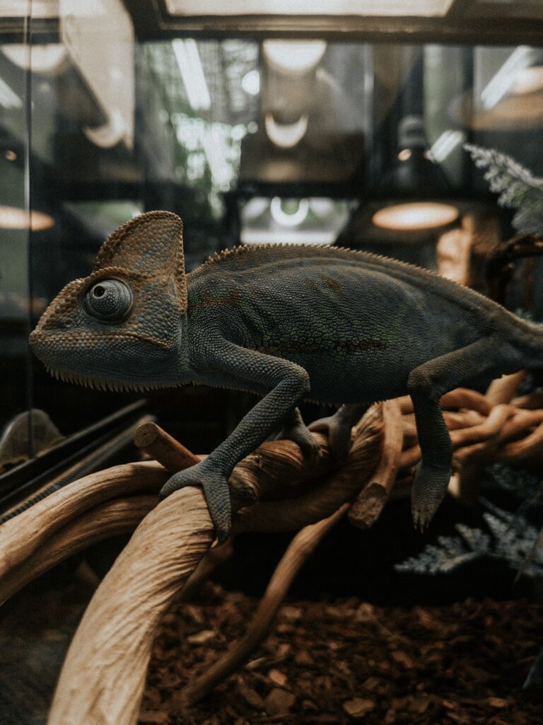 Caméléon sur une branche dans un terrarium