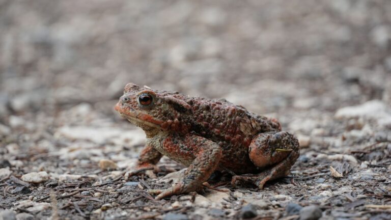 Crapaud commun sur un sol rocailleux