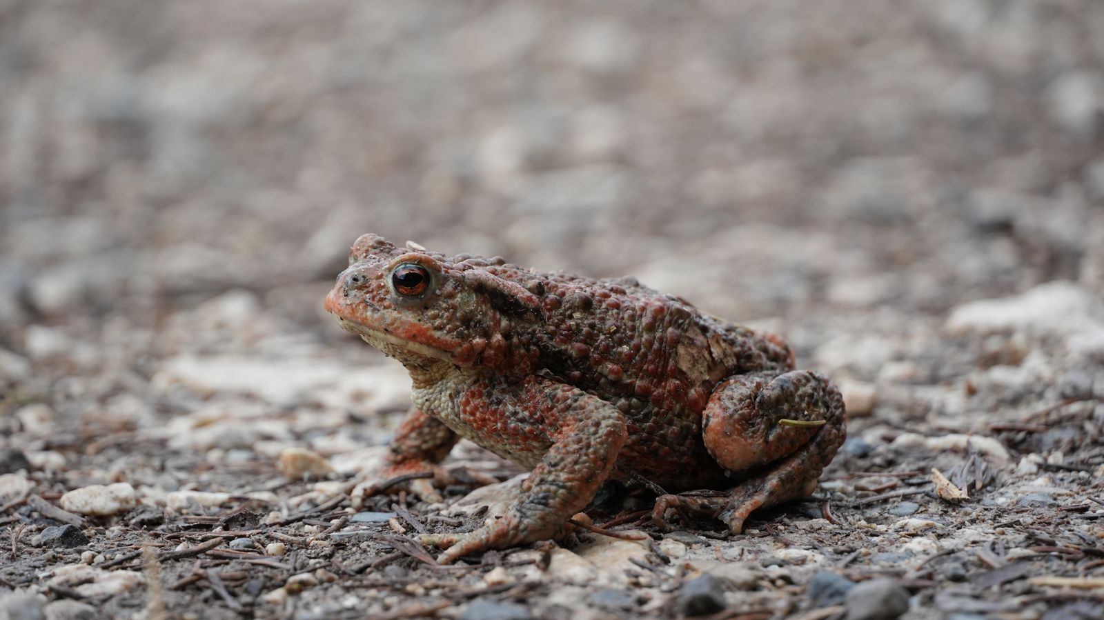 Crapaud commun sur un sol rocailleux
