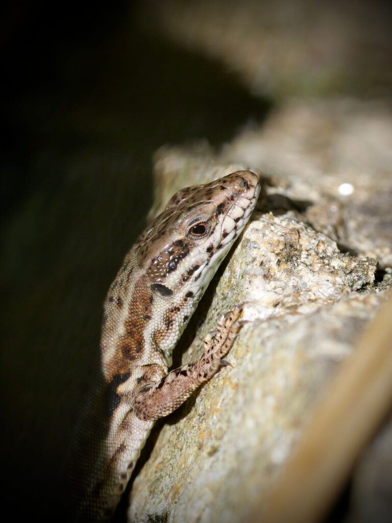 Lézard vivipare sur un mur de pierre en Bretagne