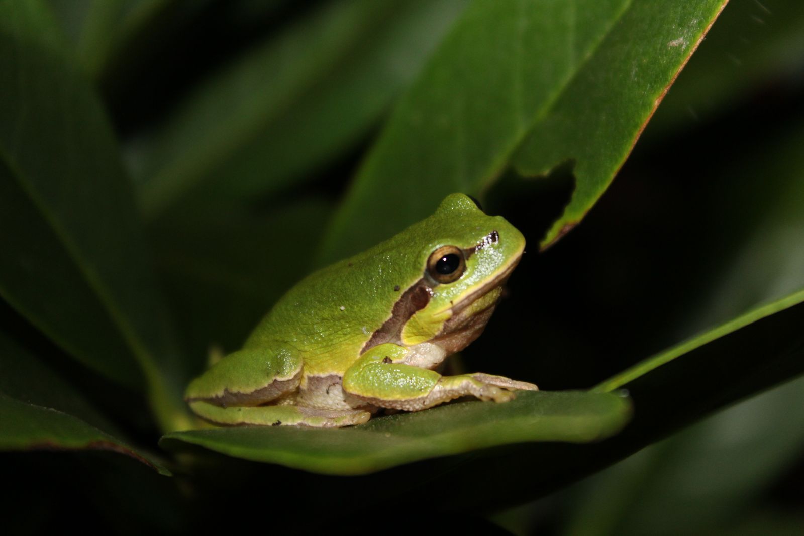 Rainette verte posée sur une feuille