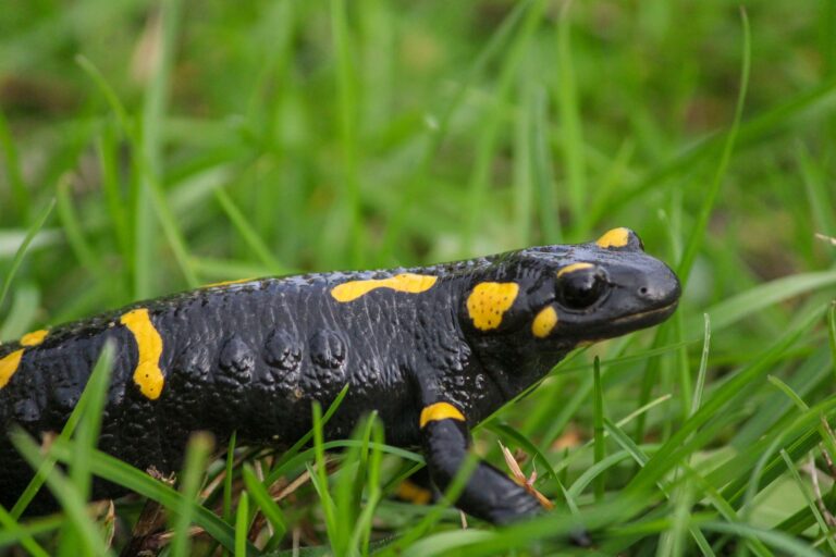 Salamandre tachetée dans l'herbe