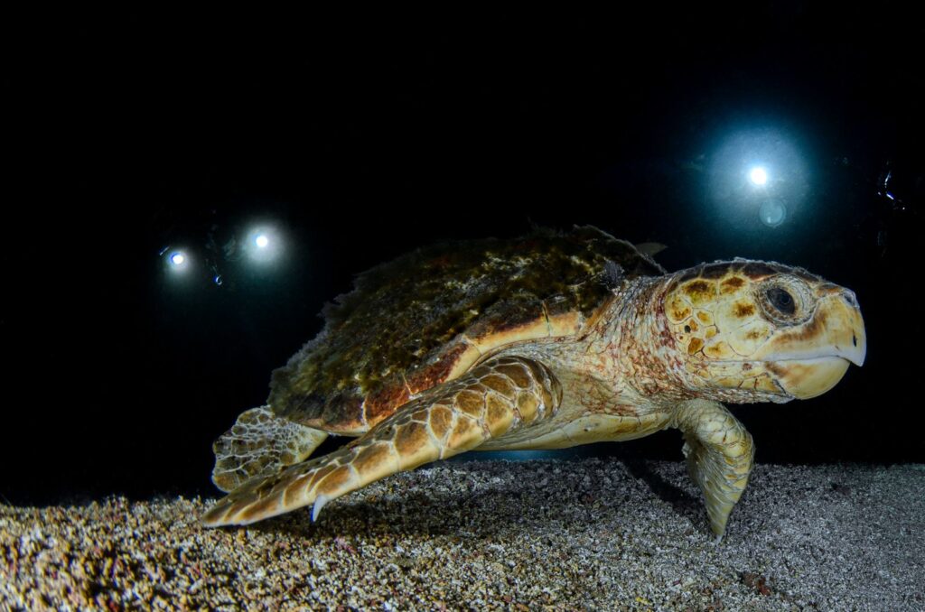 Tortue caouanne nageant en mer