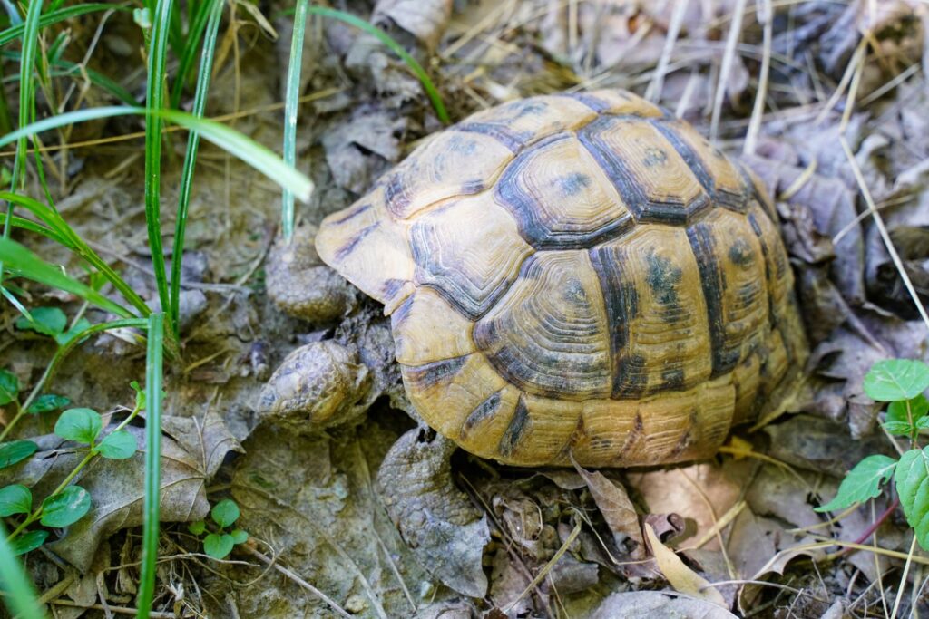 Tortue d'Hermann dans son habitat sec