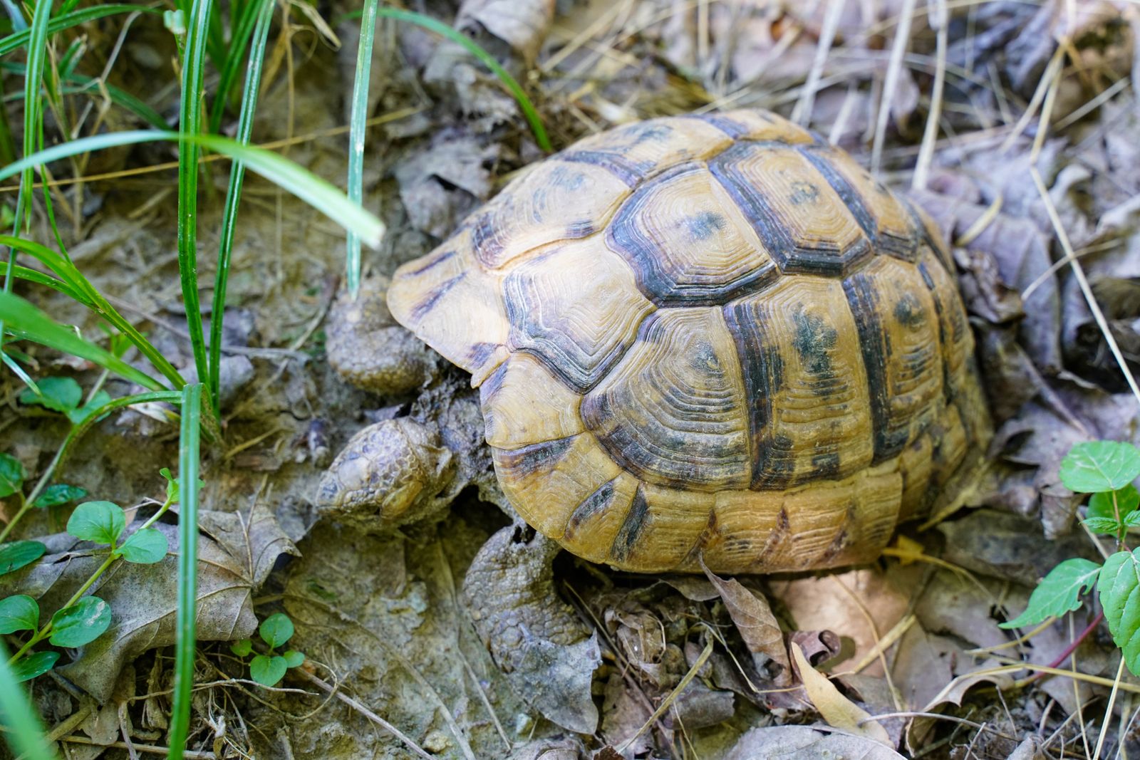 Tortue d'Hermann dans son habitat sec