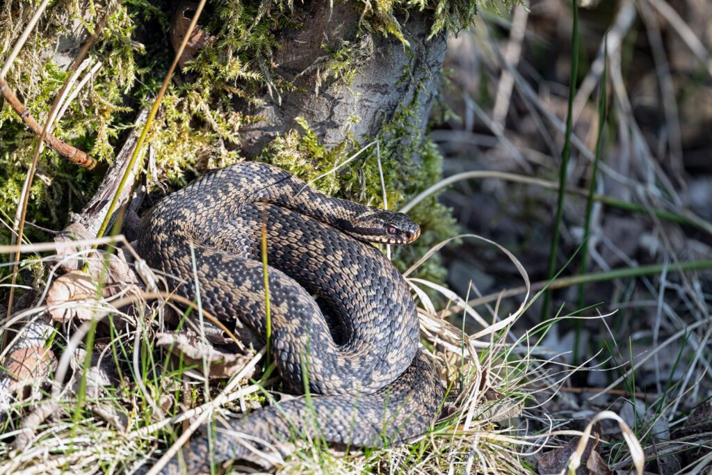 Vipère enroulée dans son habitat naturel