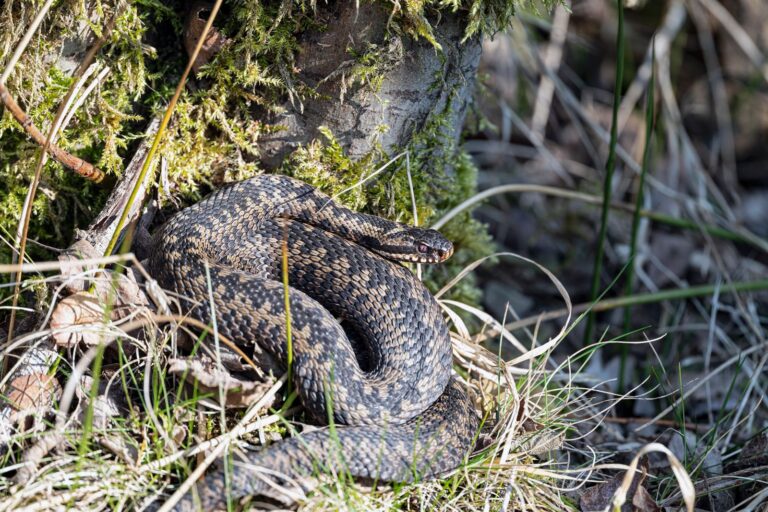 Vipère enroulée dans son habitat naturel