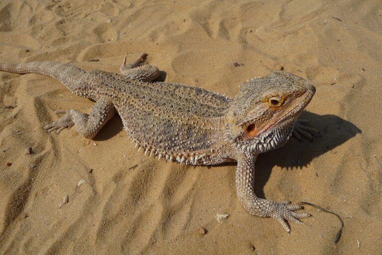 Pogona vitticeps (dragon barbu) sur du sable, vu de dessus