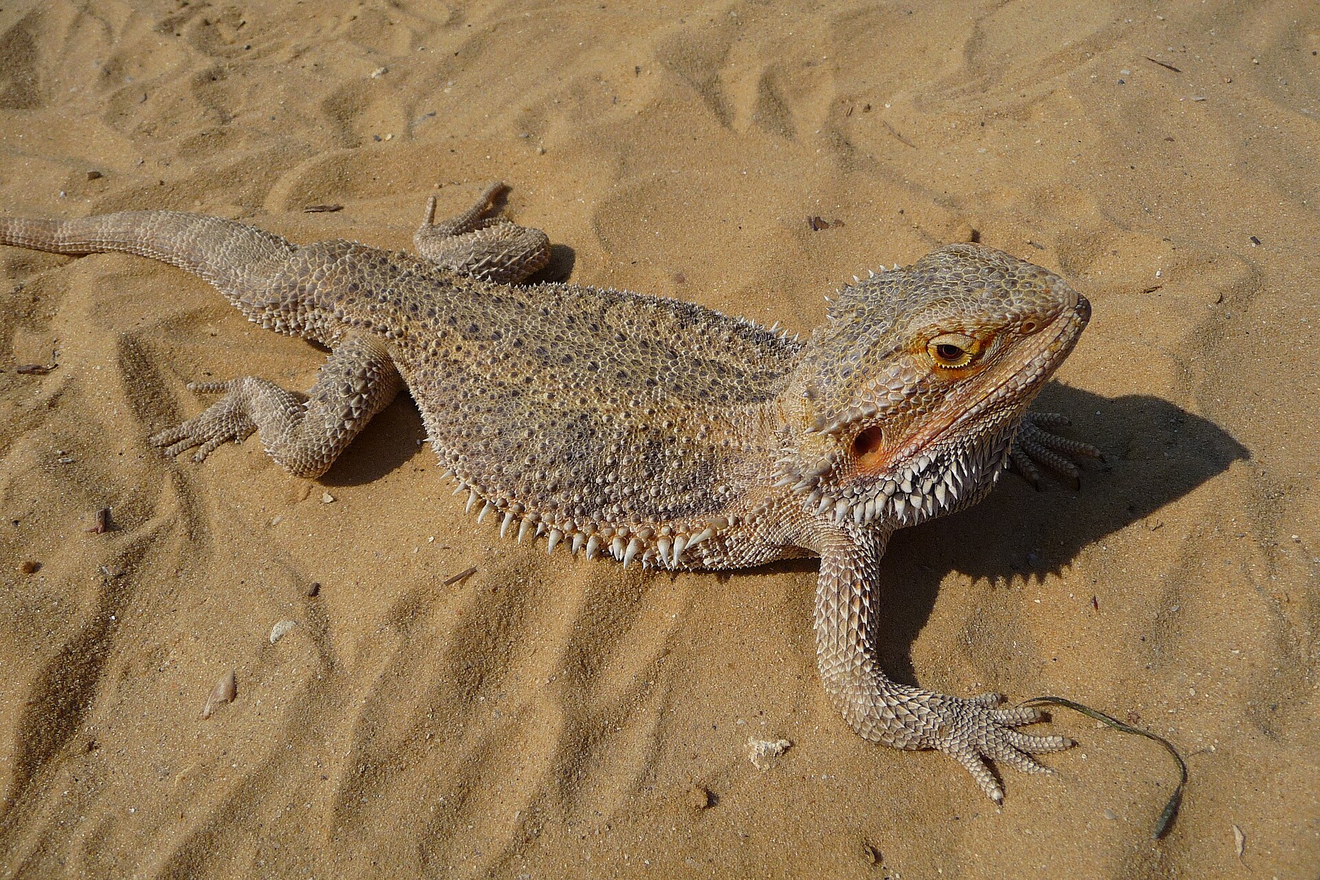 Pogona vitticeps (dragon barbu) sur du sable, vu de dessus